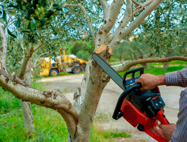 Best Professional Tree Care  in Lehighton, PA